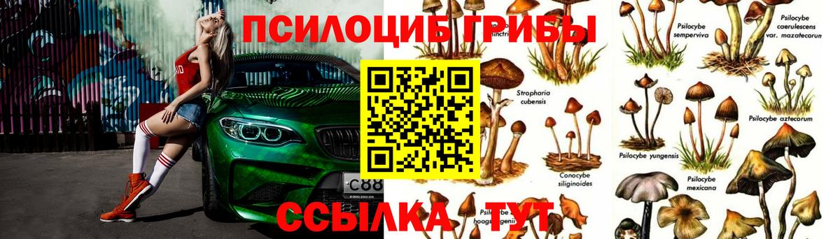 Галлюциногенные грибы Psilocybine cubensis Сергиев Посад